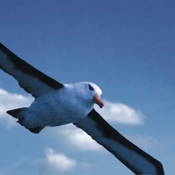 Albatros_Himmel (1)